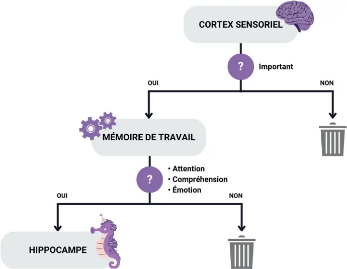 Infographie du fonctionnement global de la mémoire humaine. Deuxième partie.